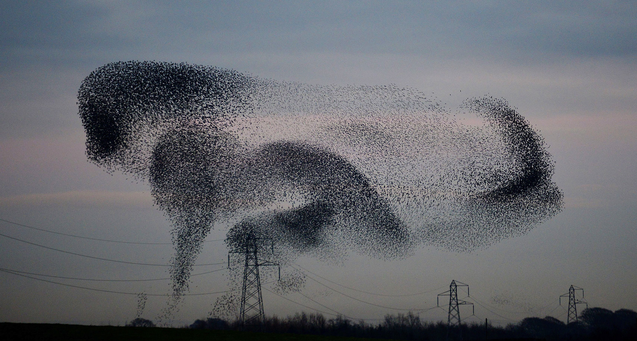 Starlings in the Scottish Borders